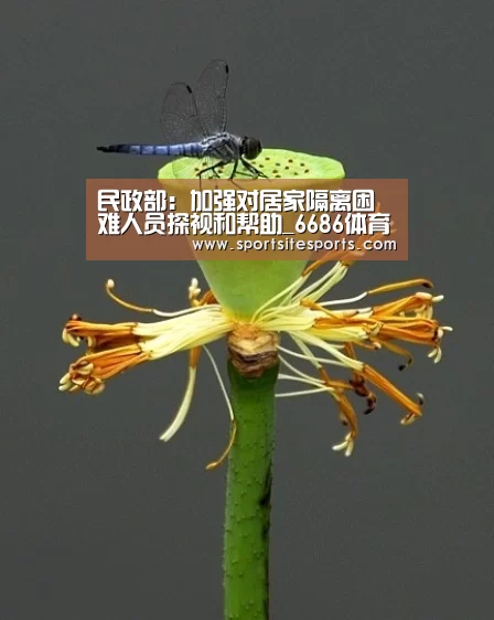 6686体育
